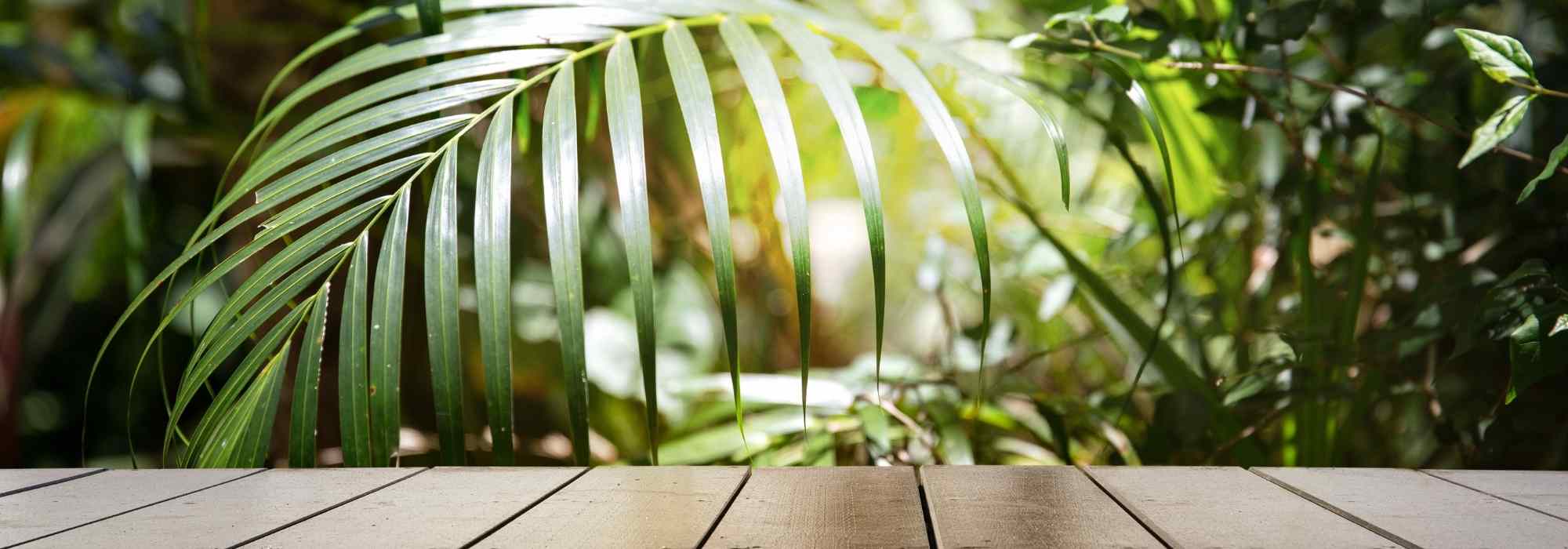 Que plantas escolher para uma varanda exótica?