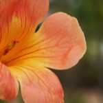 Como fazer uma estaca de bignónia?