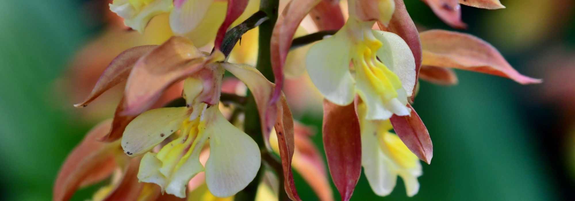 Orquídea-calanthe: plantar e cultivar