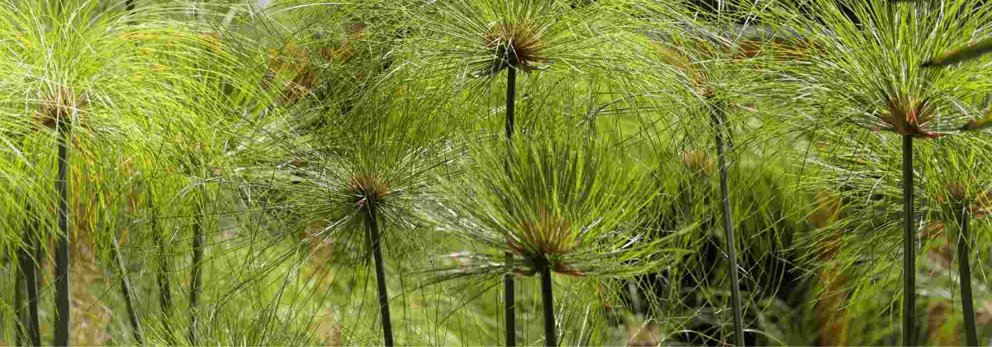 Passar o papiro (Cyperus papyrus) pelo inverno