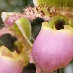 Cypripedium - sapatinho-de-vénus: plantar e cultivar