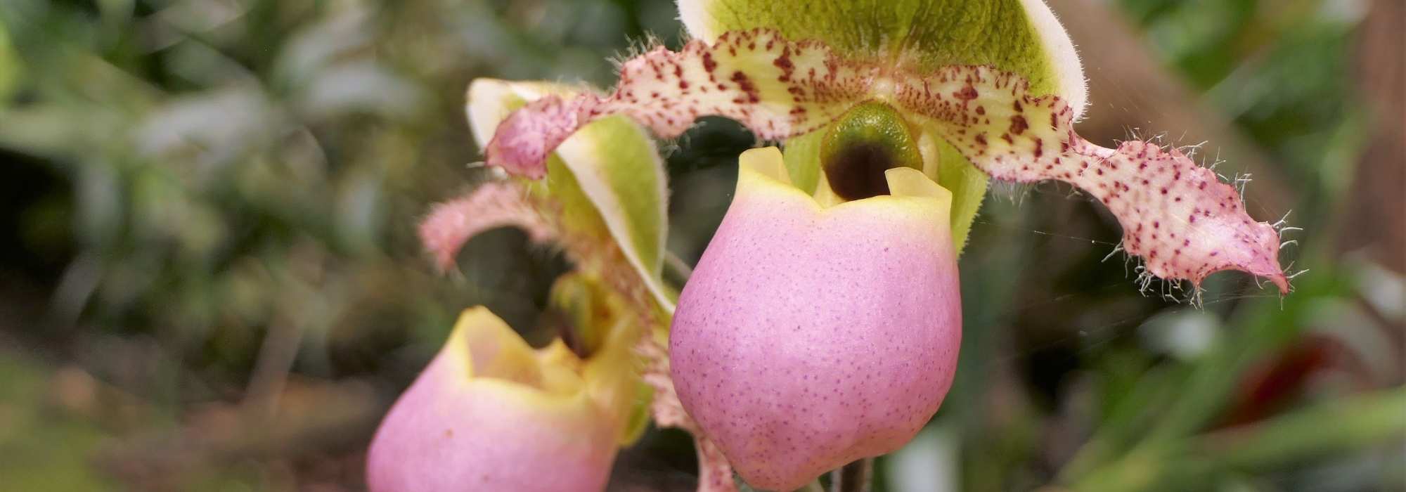 Cypripedium - sapatinho-de-vénus: plantar e cultivar