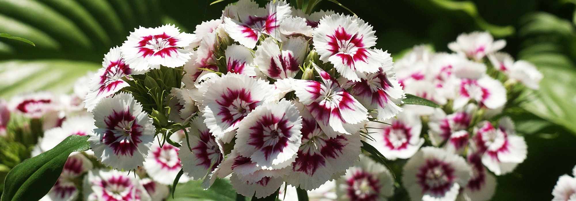 Cravo-dos-poetas-Dianthus barbatus: plantação, sementeira, cuidados