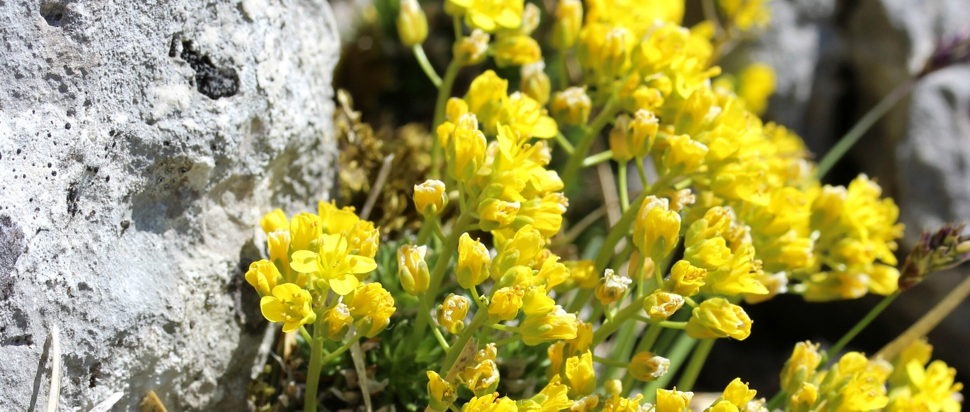 Draba: plantar, cultivar e cuidar