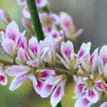 Francoa: plantação, cultivo e manutenção