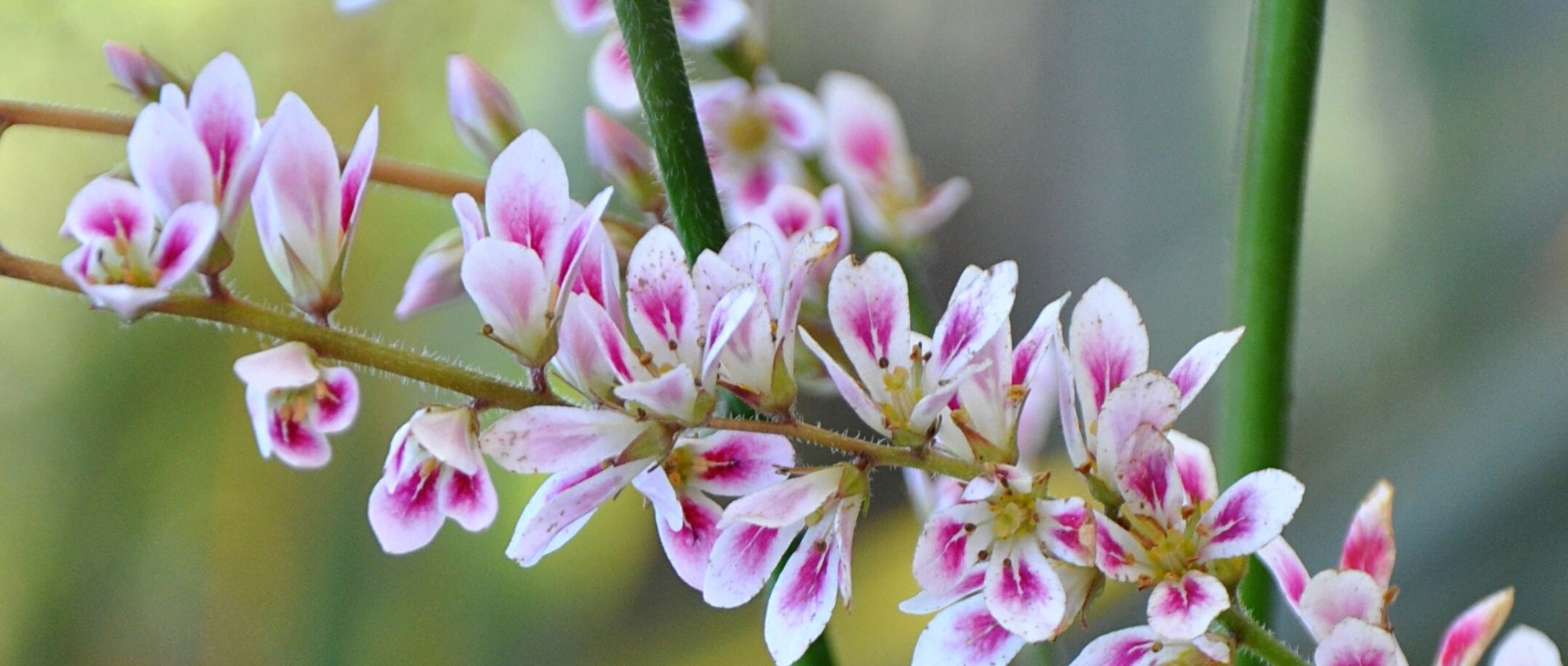 Francoa: plantação, cultivo e manutenção