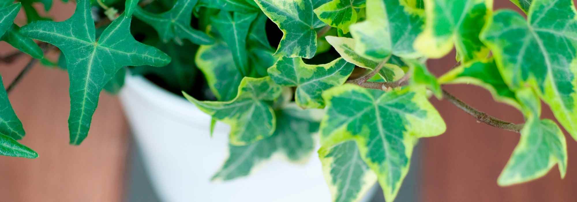 Como cultivar uma hera em vaso?