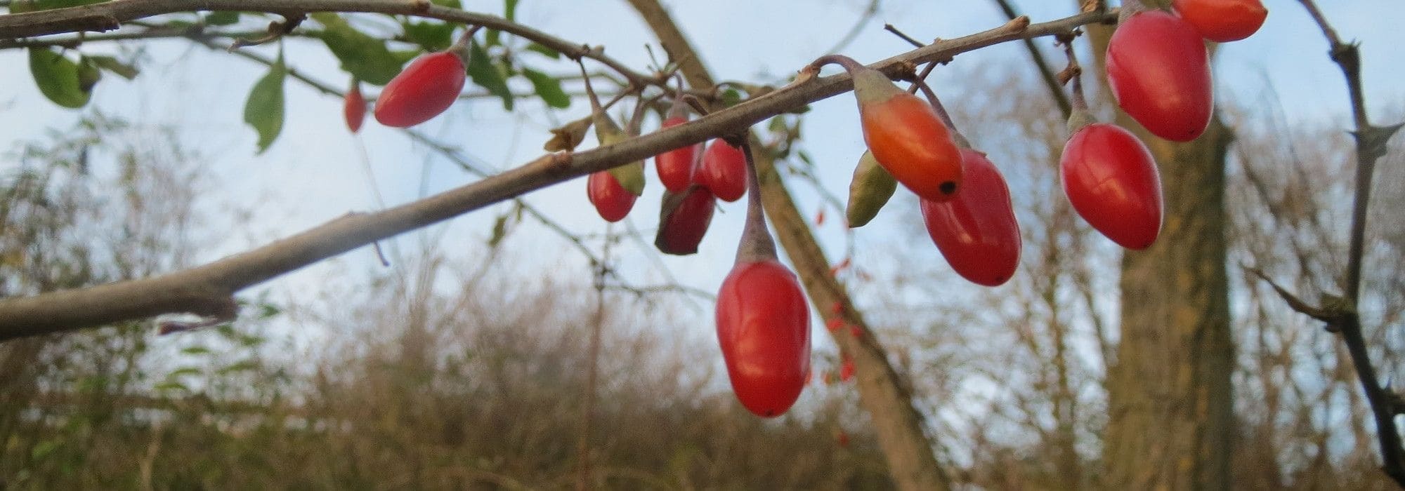 As bagas goji: plantar, cuidar e colher goji