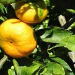 A lima-persa: plantar, cuidar e colher os frutos