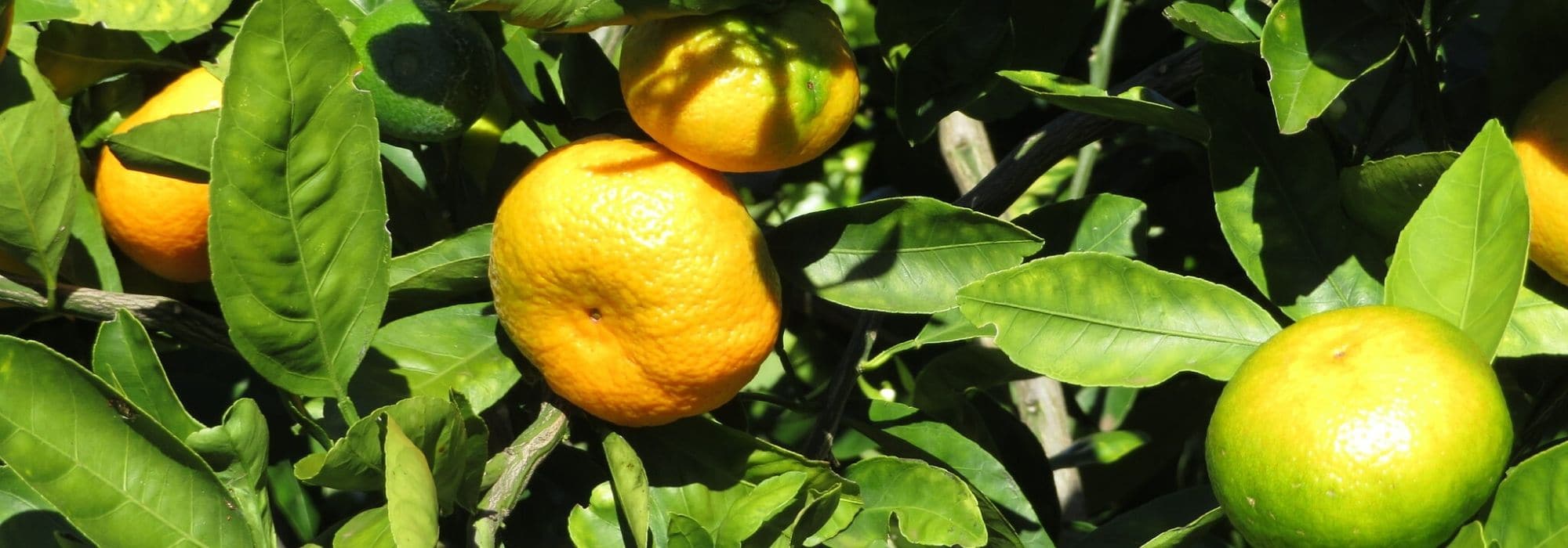A lima-persa: plantar, cuidar e colher os frutos