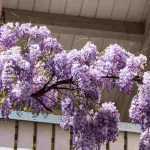 Que plantas escolher para uma varanda romântica?