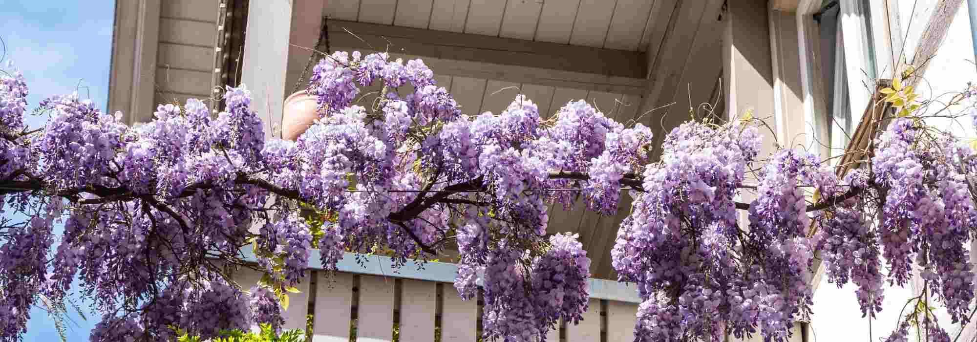 Que plantas escolher para uma varanda romântica?