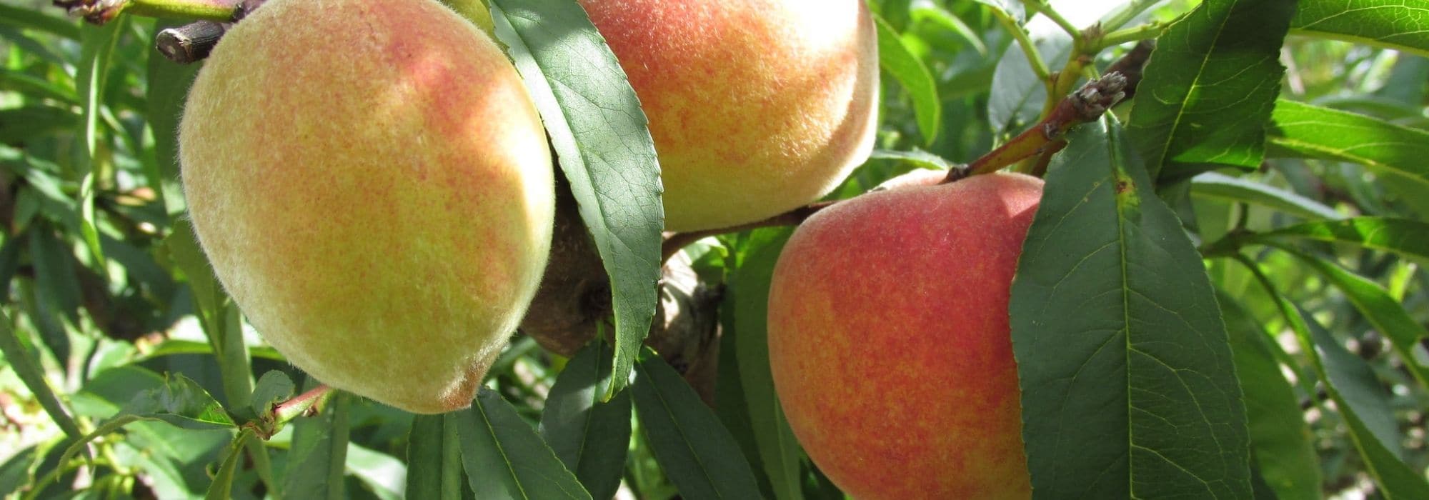 Pessegueiro: plantar, podar e colher os seus frutos