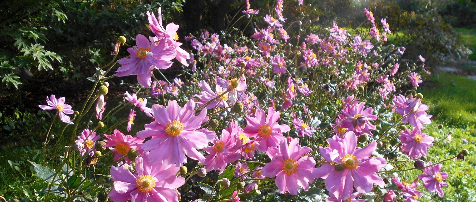 10 plantas perenes com floração no início do outono