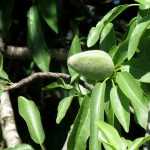 A amendoeira: plantar, podar, colher