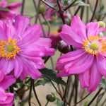Anémona-japonesa de flores cor-de-rosa: 10 variedades a descobrir