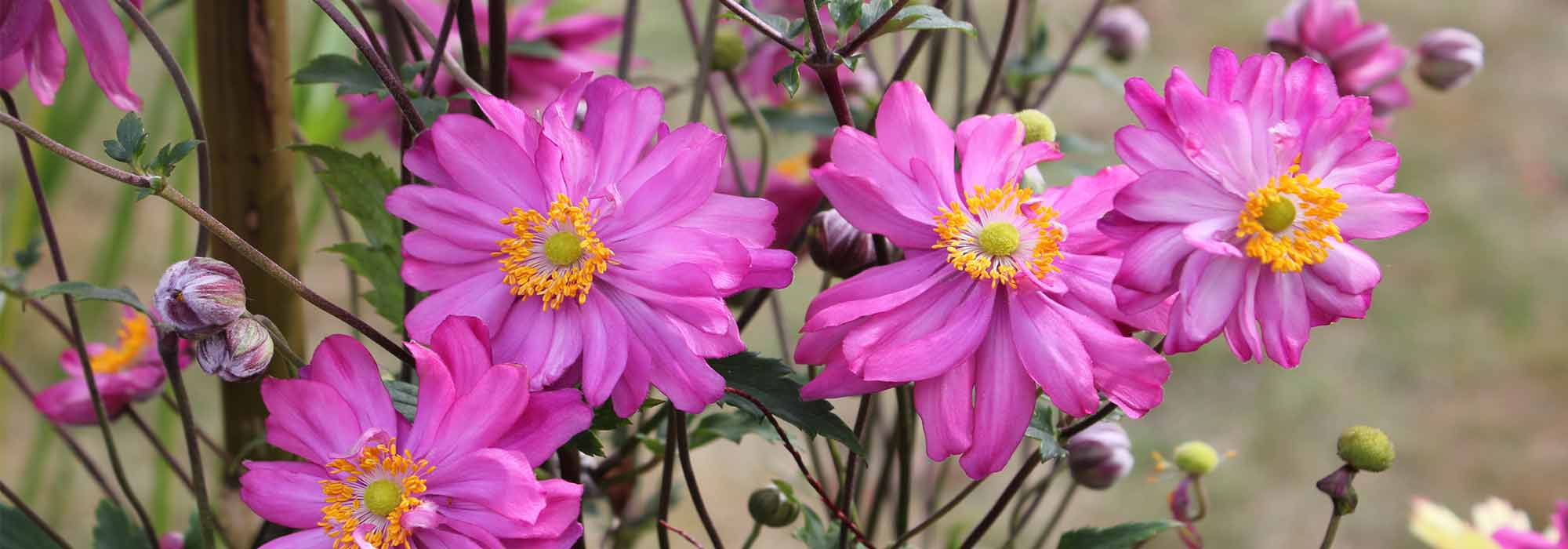 Anémona-japonesa de flores cor-de-rosa: 10 variedades a descobrir