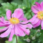 Anémonas-do-japão: 5 variedades de flores dobradas