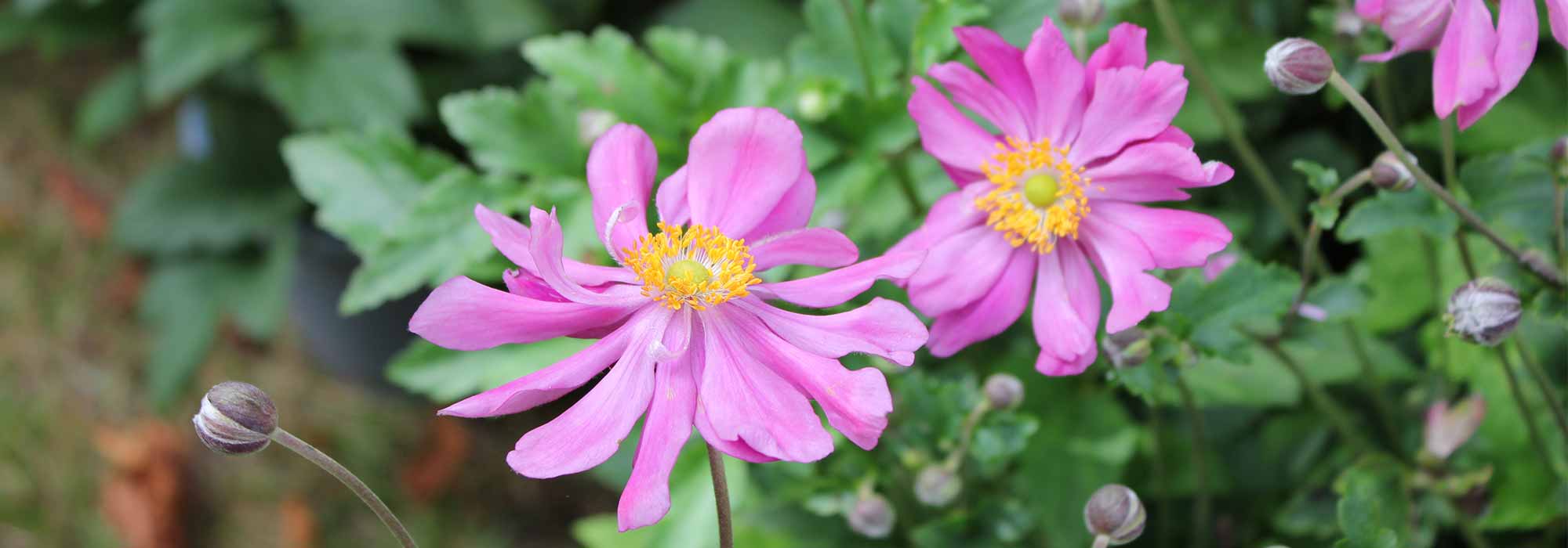 Anémonas-do-japão: 5 variedades de flores dobradas
