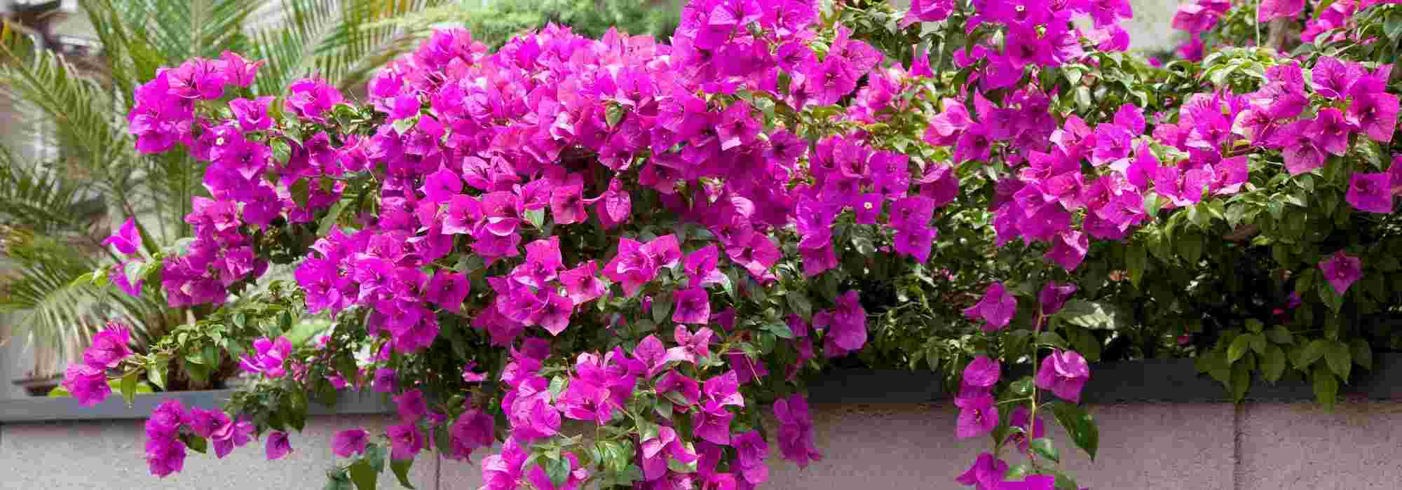 5 ideias para combinar a buganvília