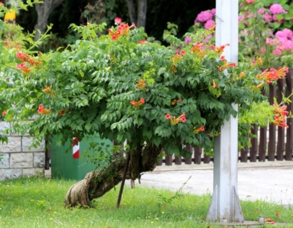 Como podar uma bignónia em forma de árvore?