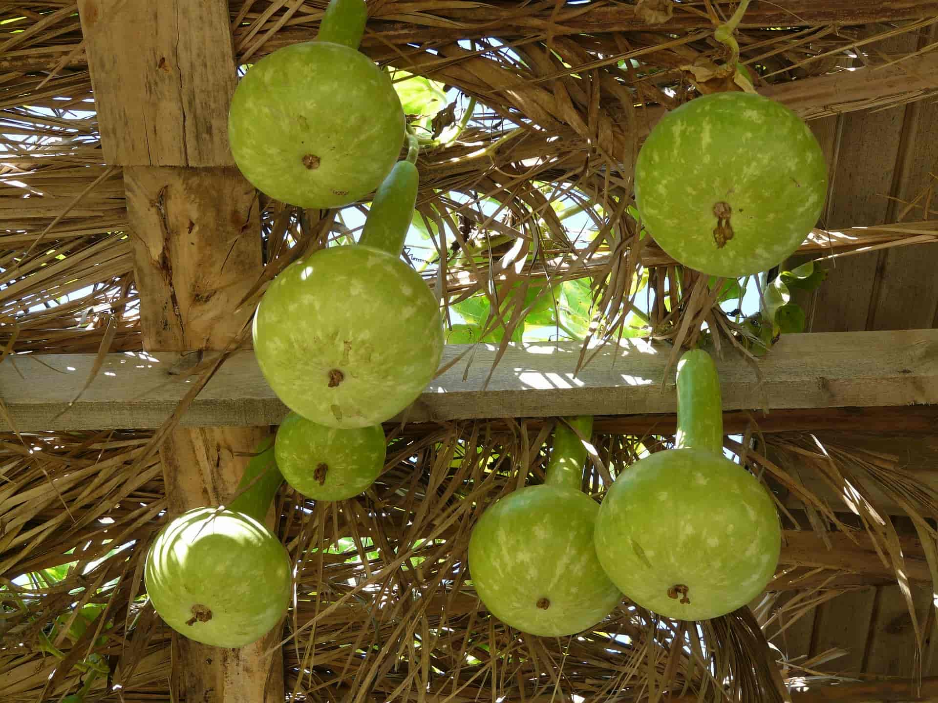 Cabaça ou porongo: sementeira, cultivo e colheita