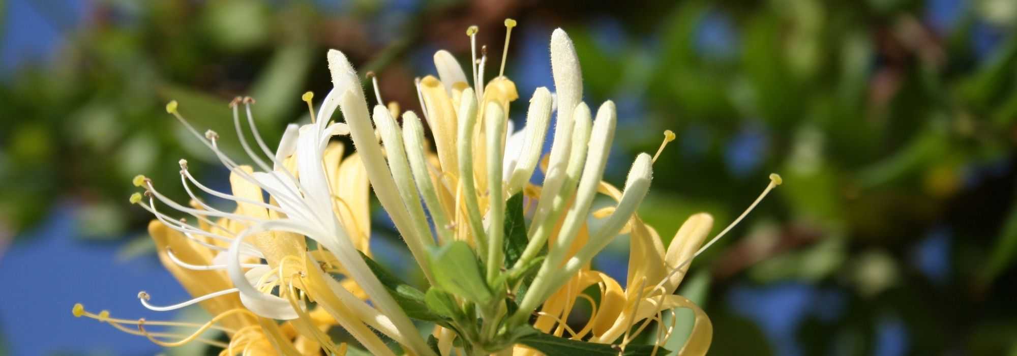 Madressilva: as mais perfumadas!