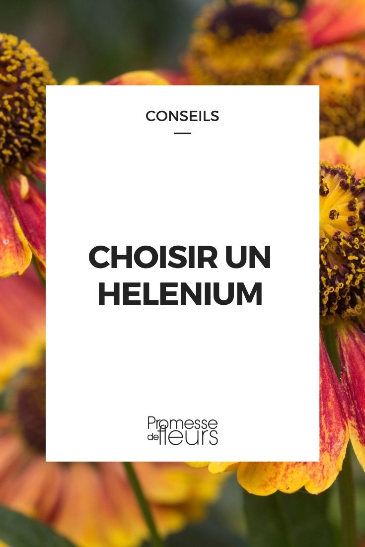 escolher helénio