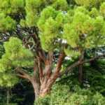 7 coníferas para um jardim mediterrânico