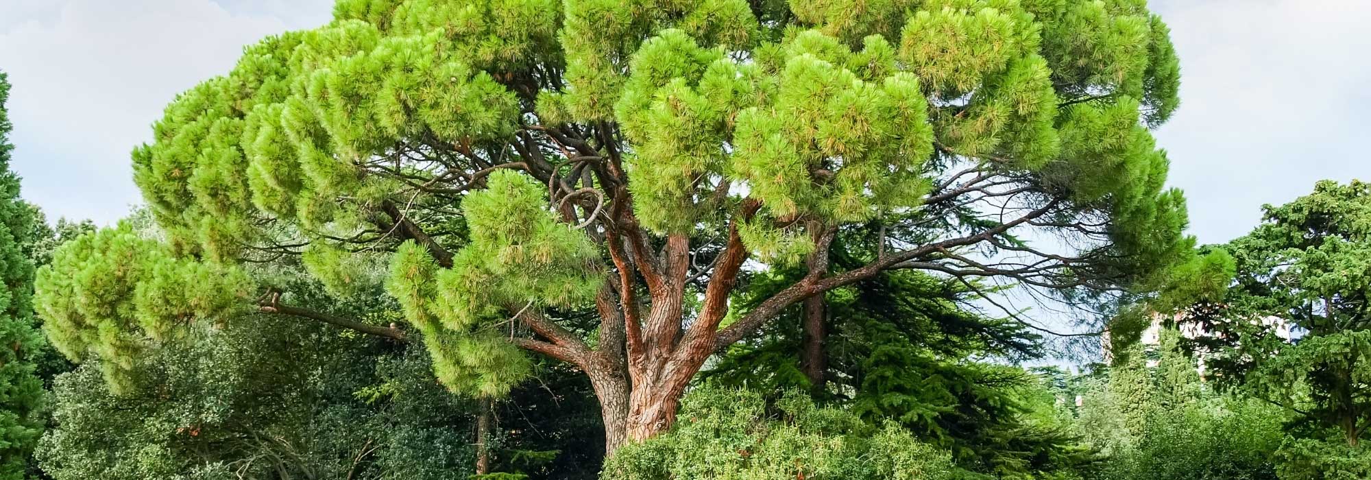 7 coníferas para um jardim mediterrânico