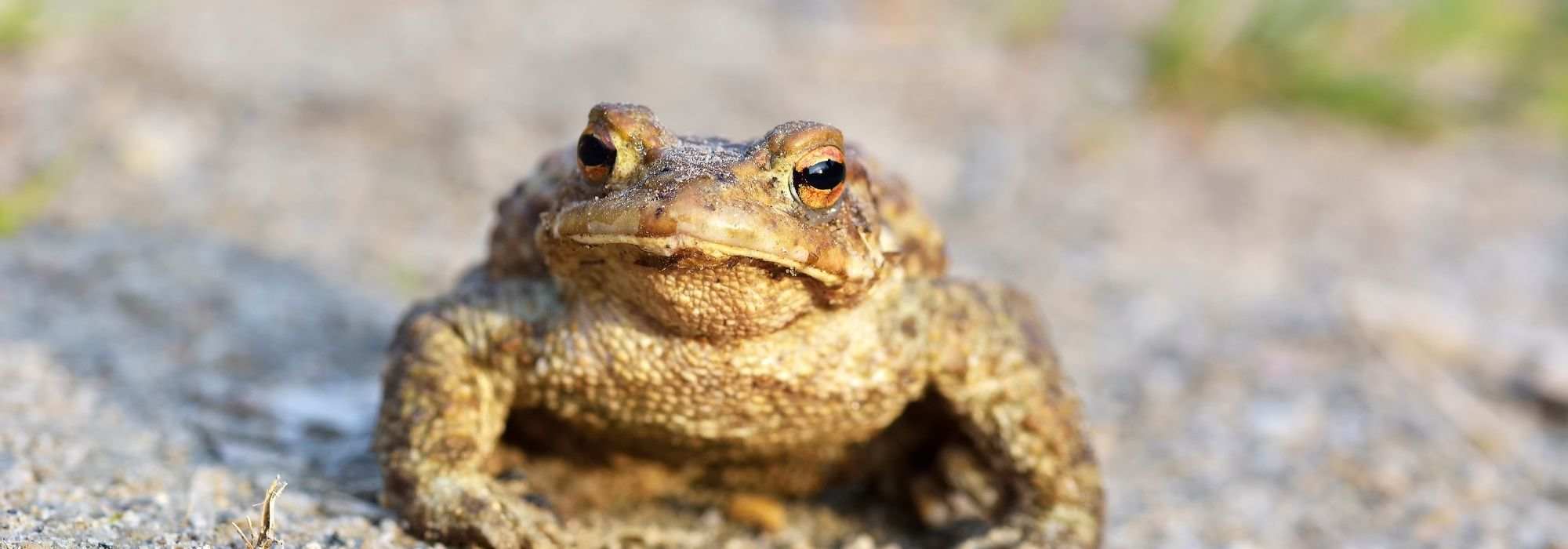 O sapo, um animal útil que importa preservar