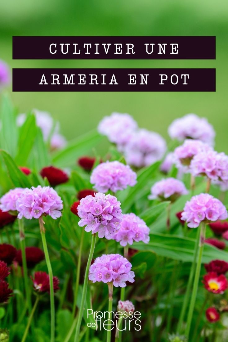 cultivar arméria em vaso