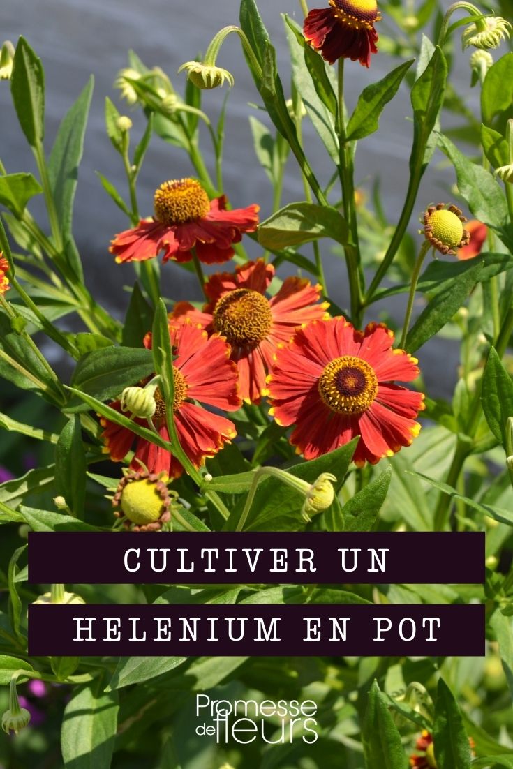 cultivar helénio em vaso