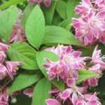 Deutzia: quando e como fazer a poda?