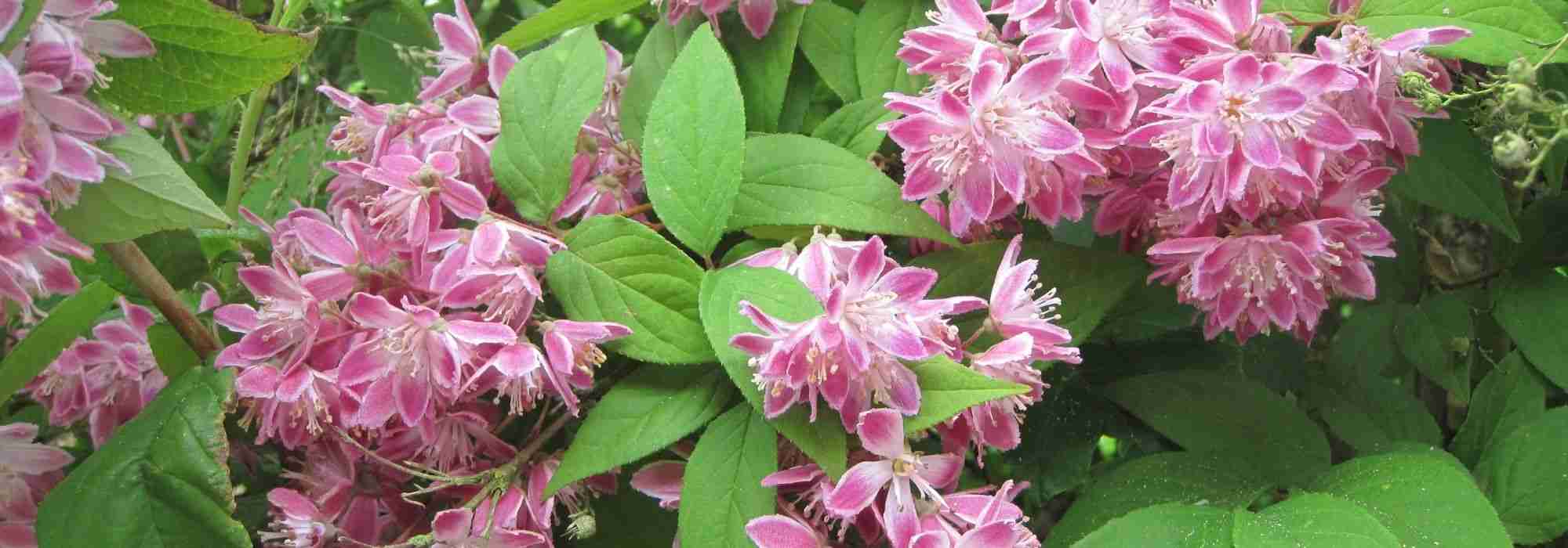 Deutzia: quando e como fazer a poda?