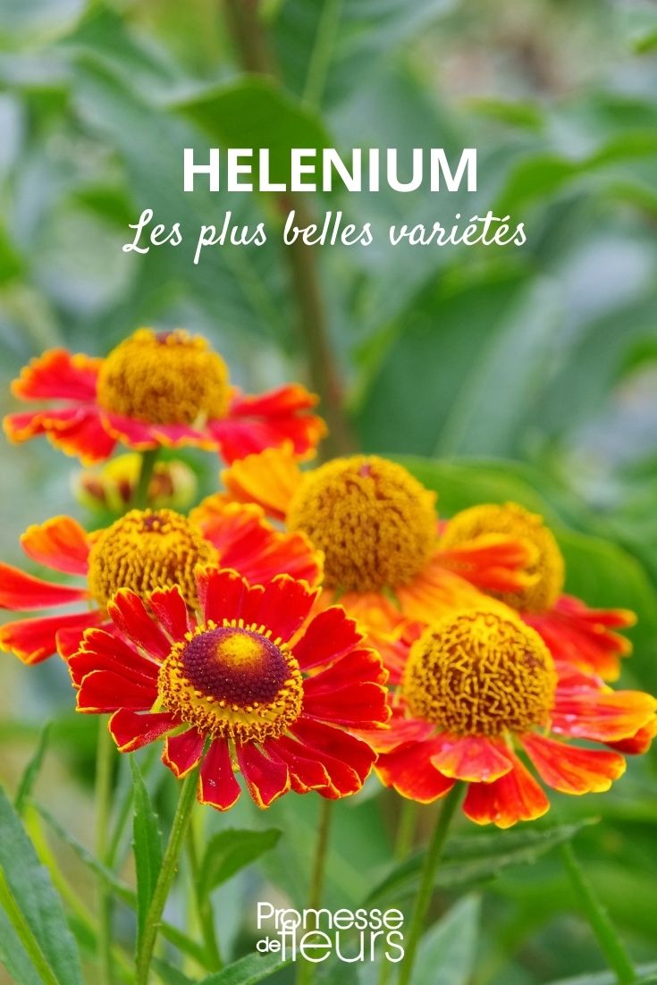 Helénio: as variedades mais bonitas