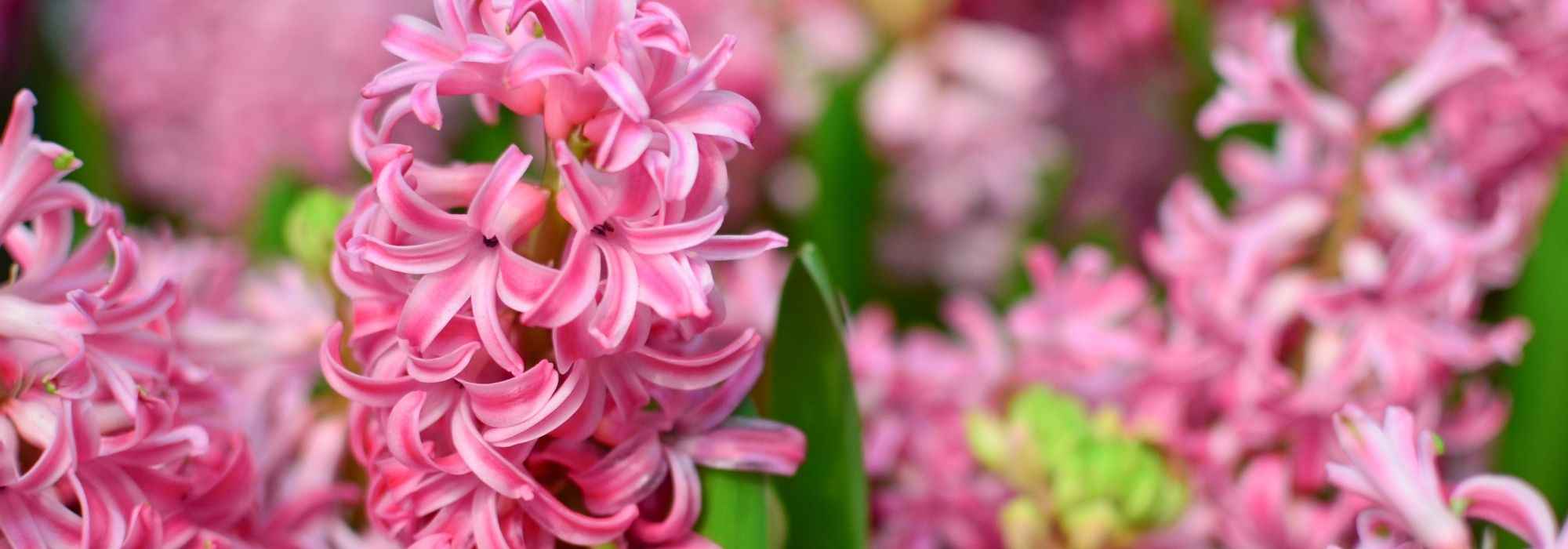 Plantar jacintos no jardim ou em vaso: quando e como proceder?