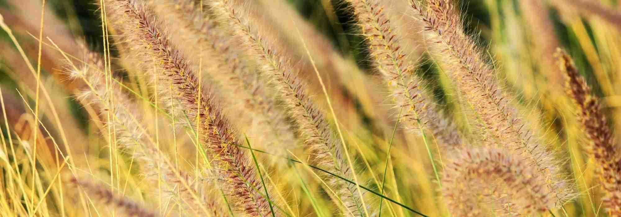 Como criar um jardim de gramíneas?