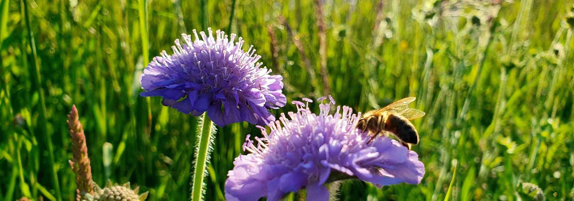 7 ideias para combinar a Knautia