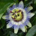 Que passiflora plantar consoante a sua região?