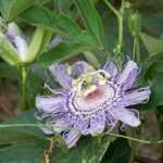 A passiflora e os seus benefícios