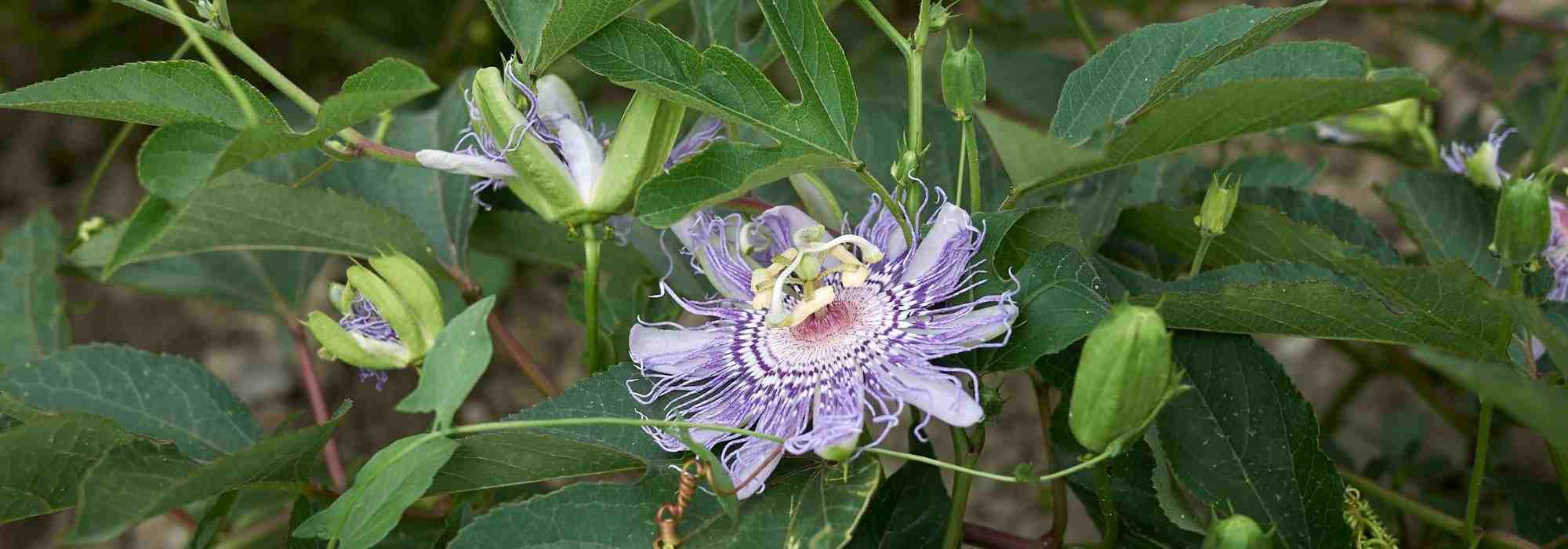 A passiflora e os seus benefícios