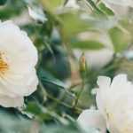 7 roseiras inglesas David Austin de flores brancas
