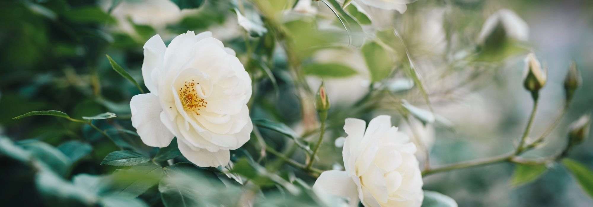 7 roseiras inglesas David Austin de flores brancas