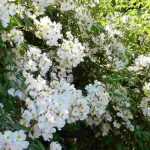 7 roseiras para um jardim à sombra