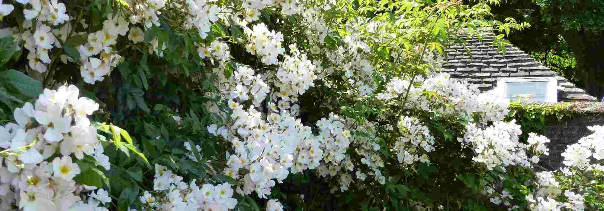 7 roseiras para um jardim à sombra