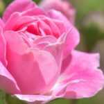 12 roseiras sem espinhos ou quase sem espinhos