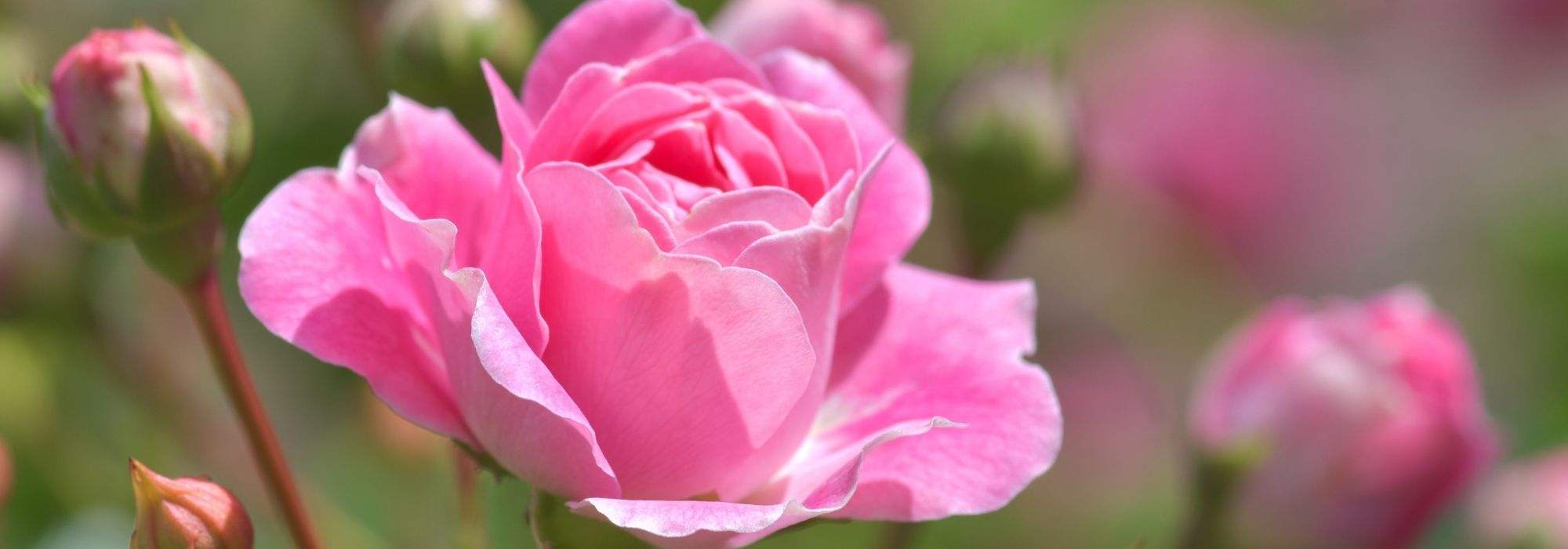 12 roseiras sem espinhos ou quase sem espinhos