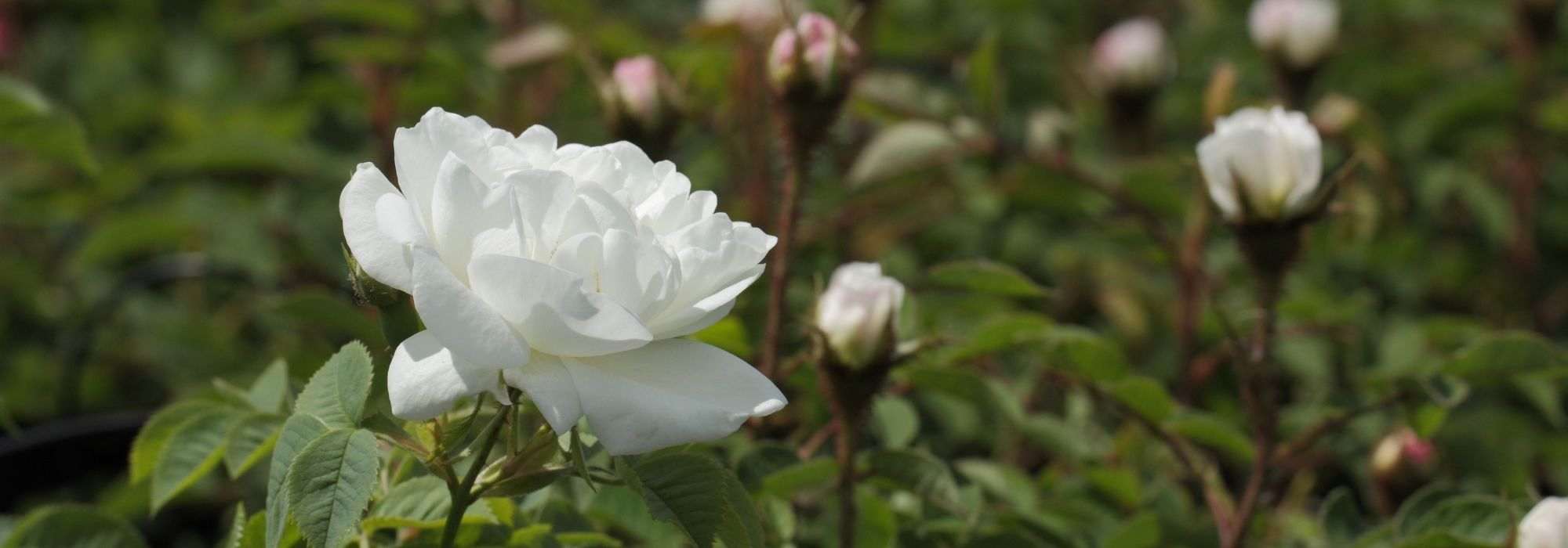 8 roseiras trepadeiras de flores brancas