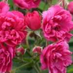 9 roseiras antigas com flores cor-de-rosa
